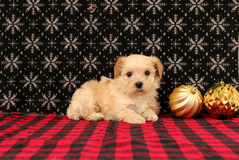 puppy, for, sale, Maltipoo, Matthew B. Stoltzfus, dog, breeder, Gap, PA, dog-breeder, puppy-for-sale, forsale, nearby, find, puppyfind, locator, puppylocator, aca
